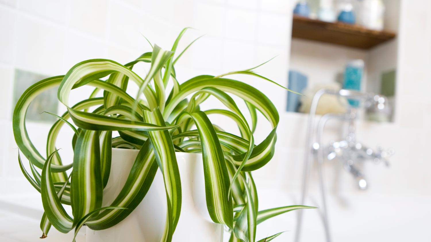 A spider plant in a bathroom