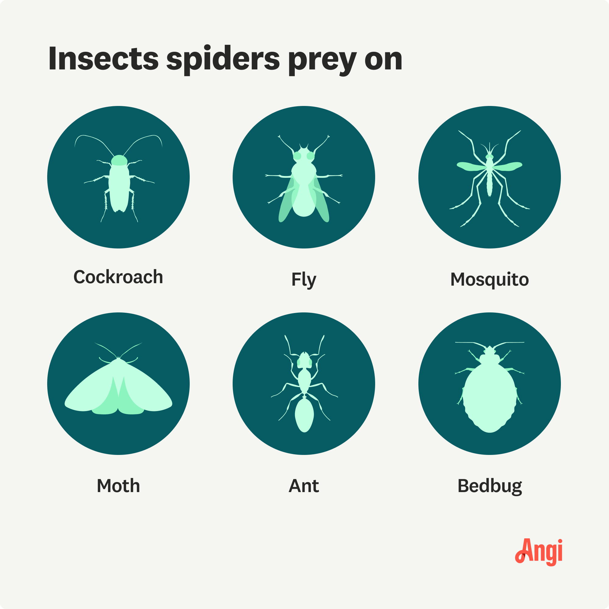 6 illustrated insects spiders prey on, including flies, moths, and bedbugs