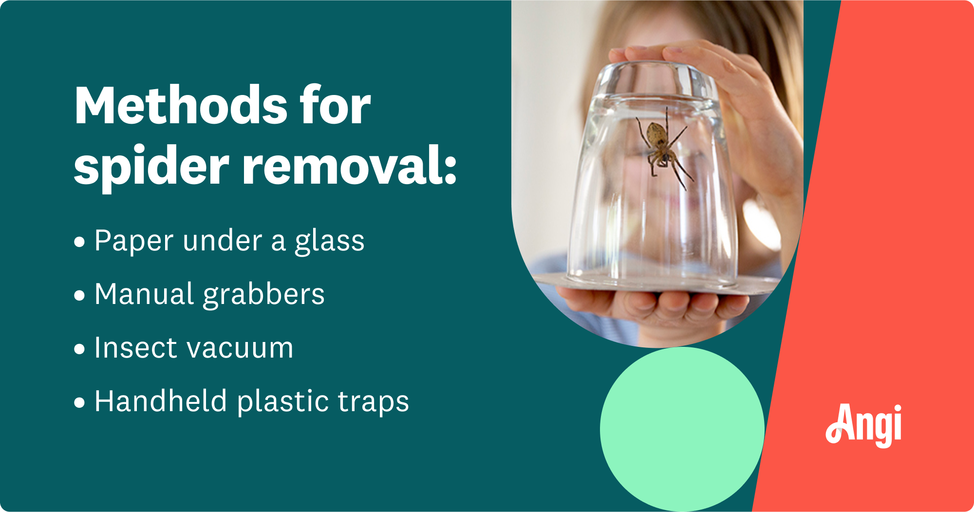 4 methods for removing spiders, including paper under a glass or an insect vacuum