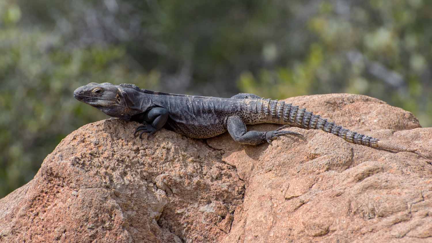 spinytail iguana on a rock
