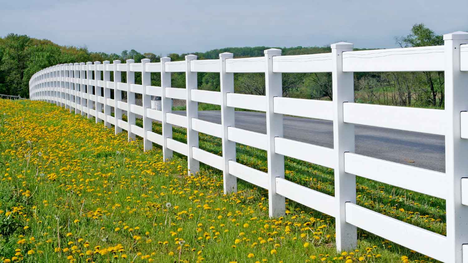 A split rail vinyl fence among dandelions