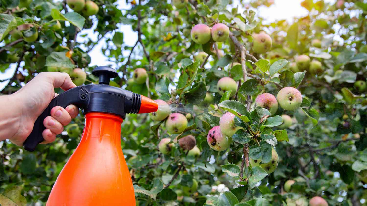 person spraying apple trees