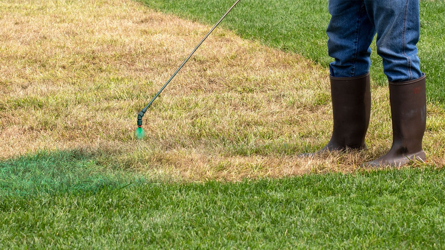 spray painting dead lawn green