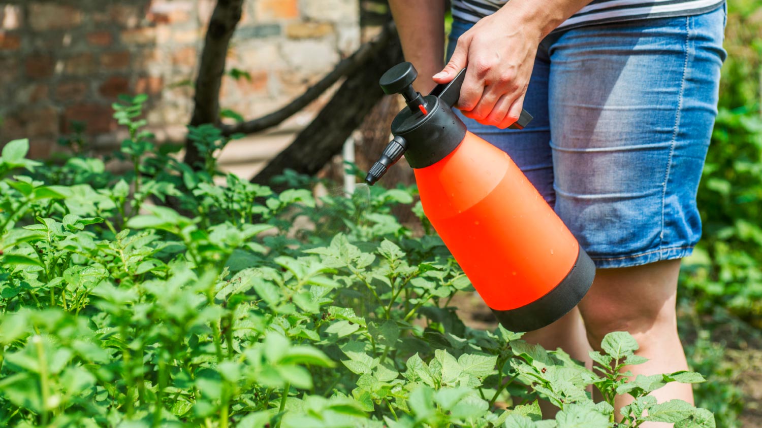 Gardener spraying pesticide on plants