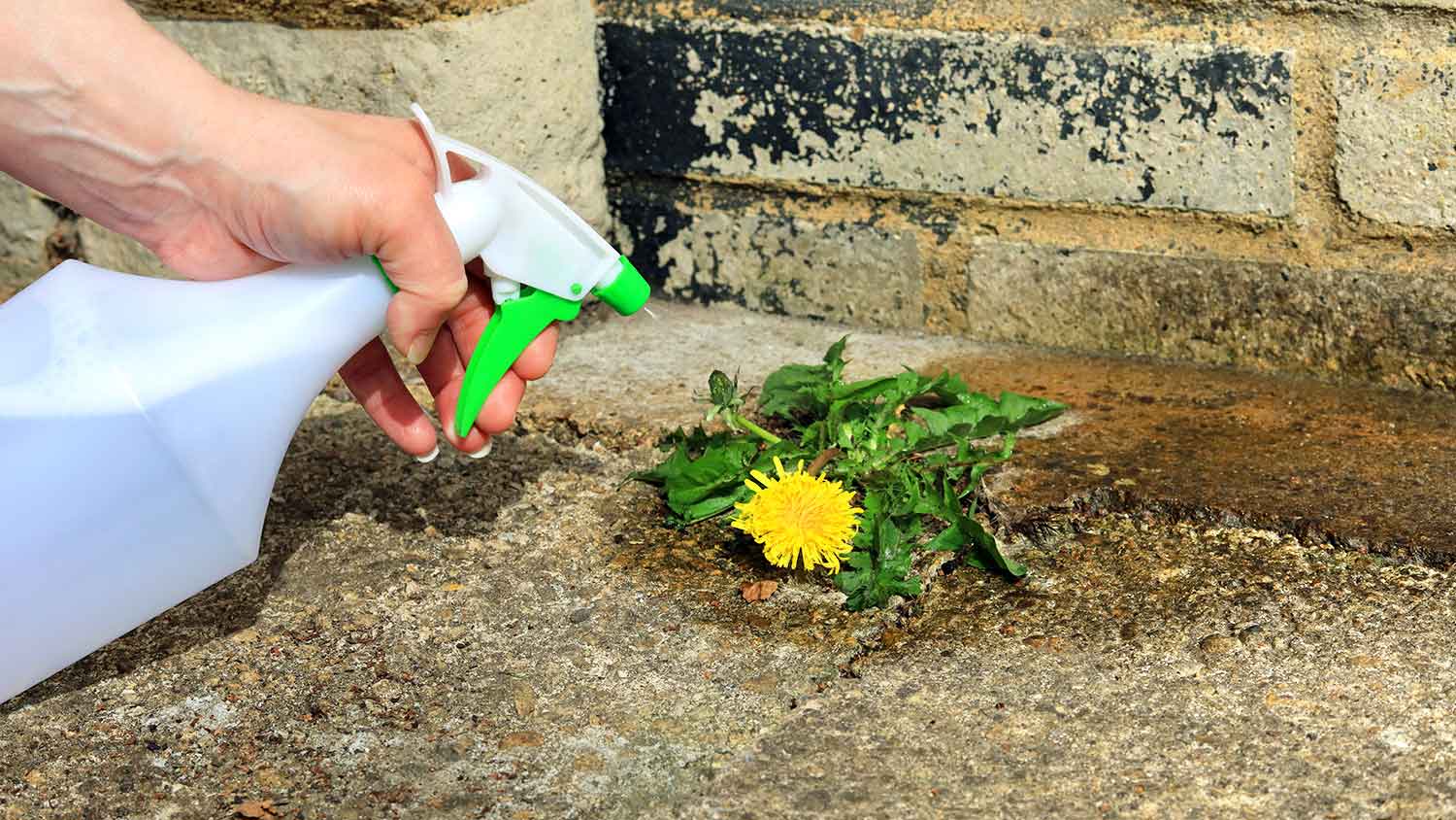 Person spraying weed killer on the patio