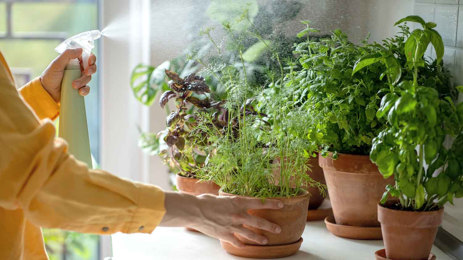 Woman spraying indoor potted herbs 