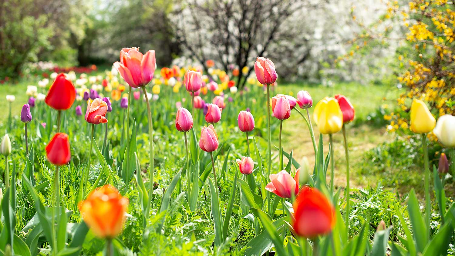 tulips blooming in a rural garden