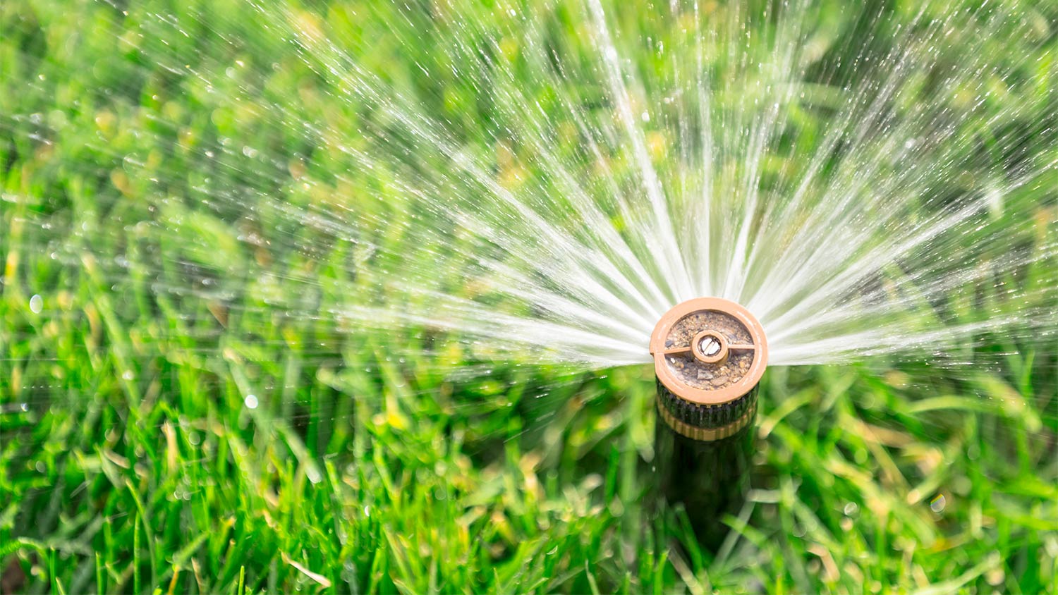 Sprinkler watering grass