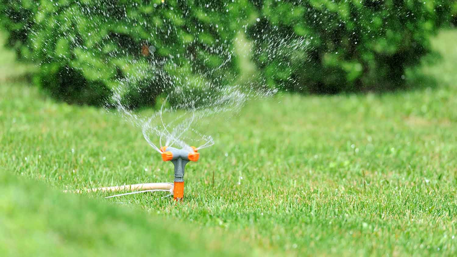 Sprinkler watering the lawn in the backyard