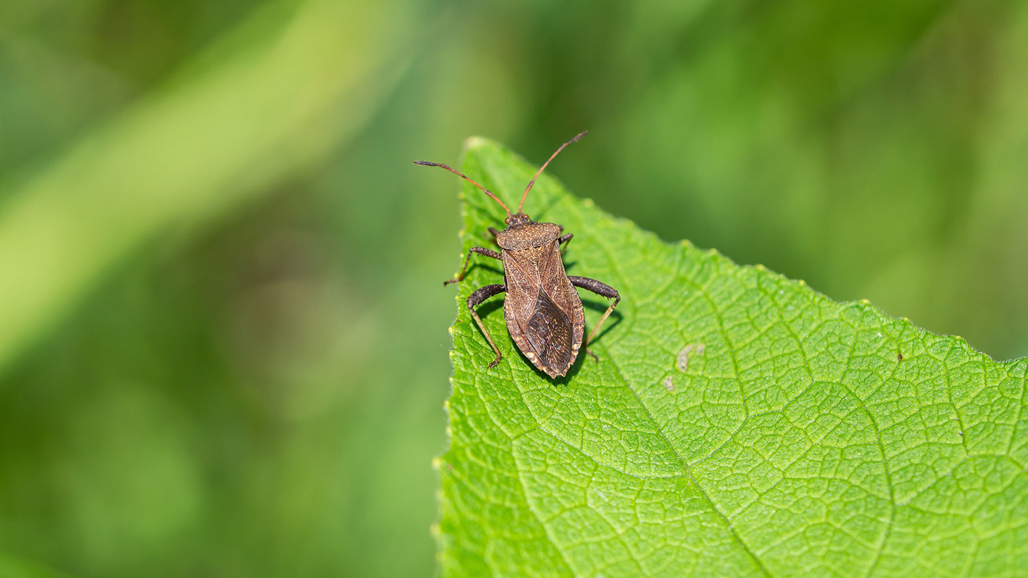 Closeup of a squash bug perched on a leaf