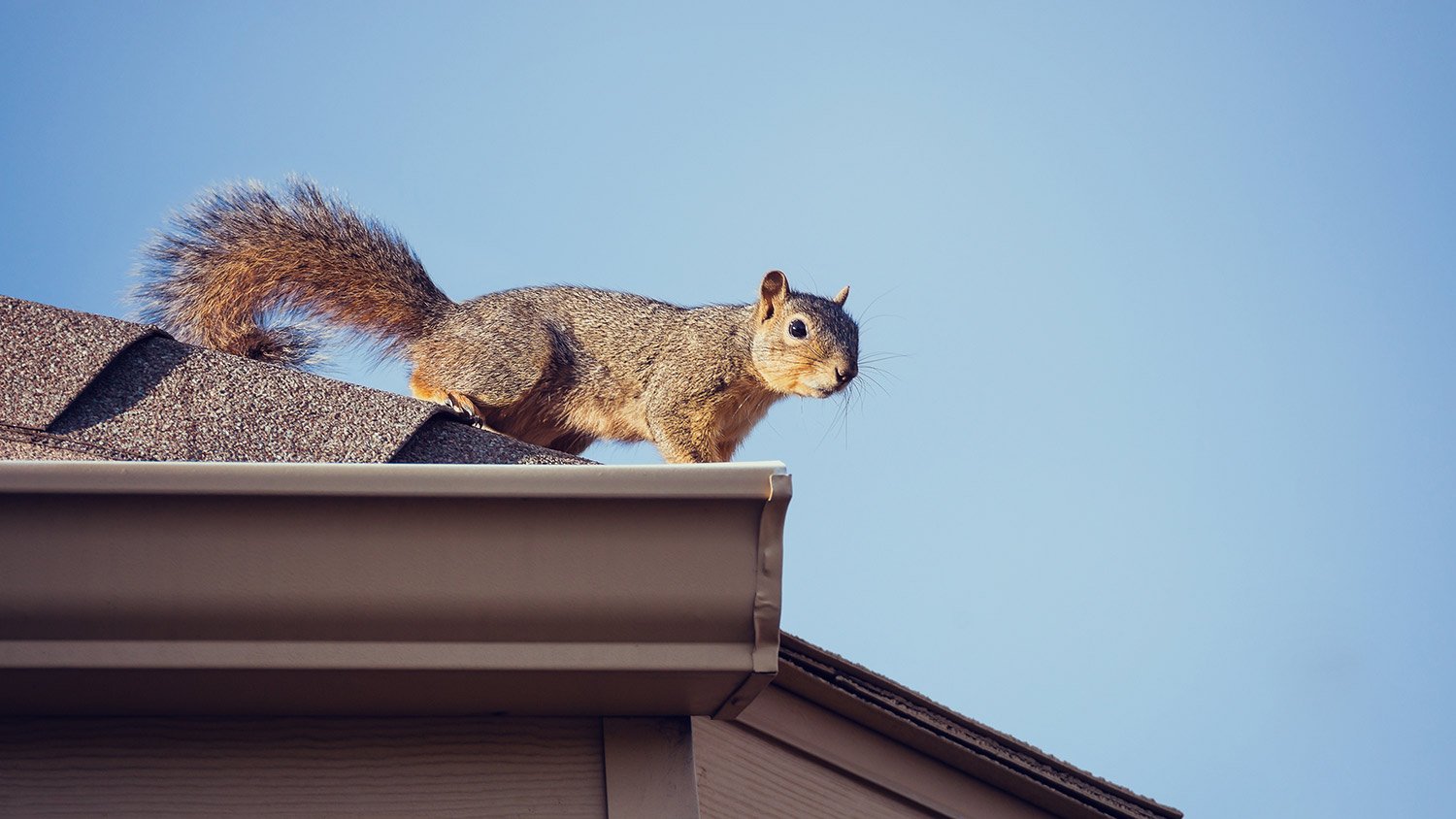 Squirrel on house rooftop above gutters