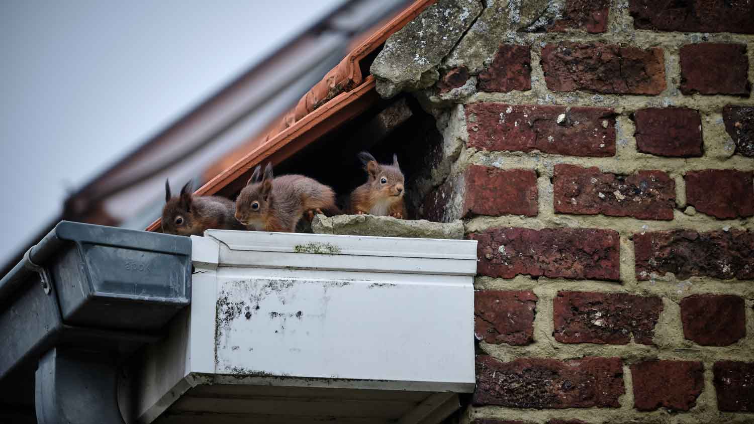 Squirrels in a nest located in a roof