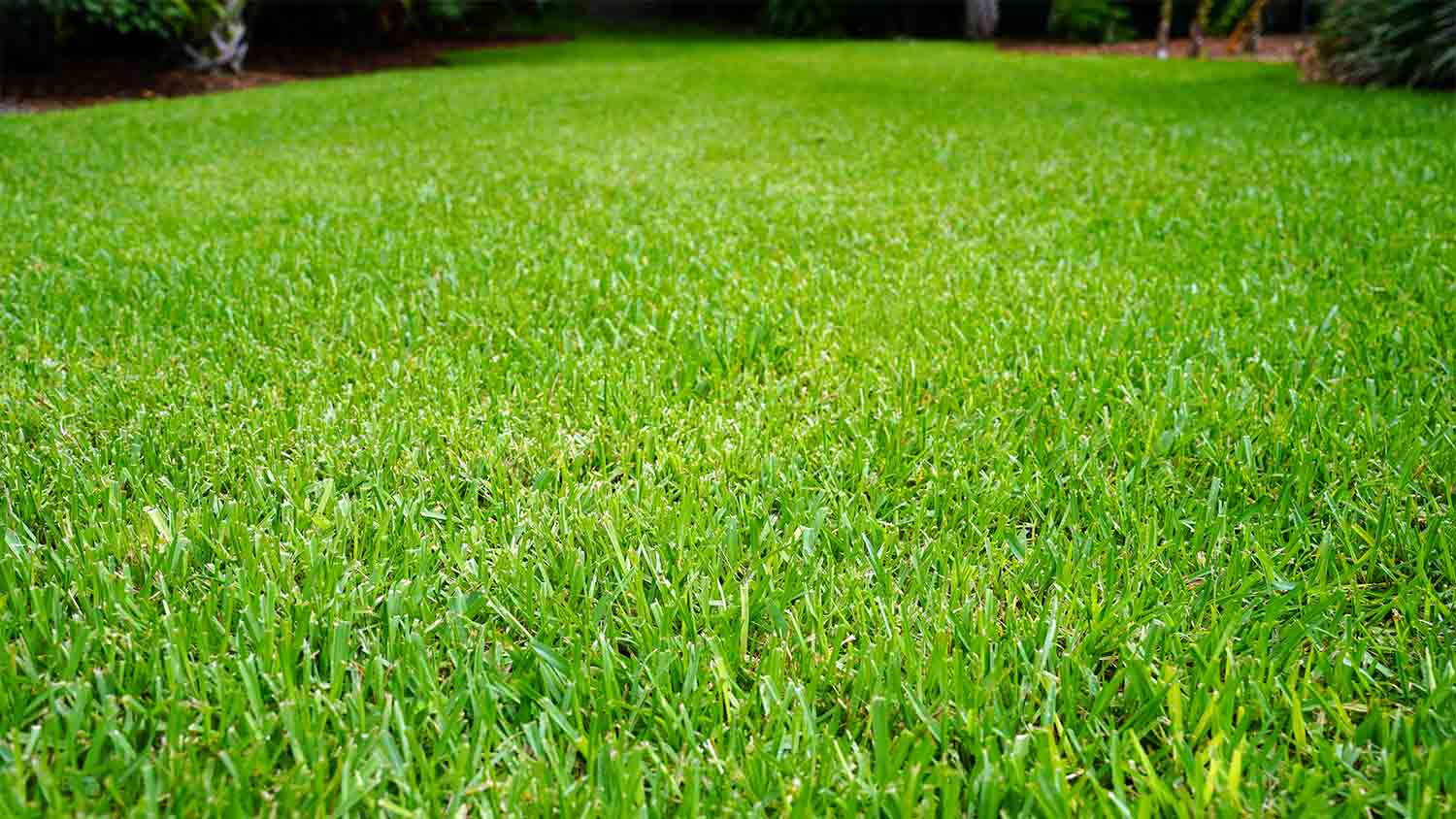 st. Augustine grass in yard