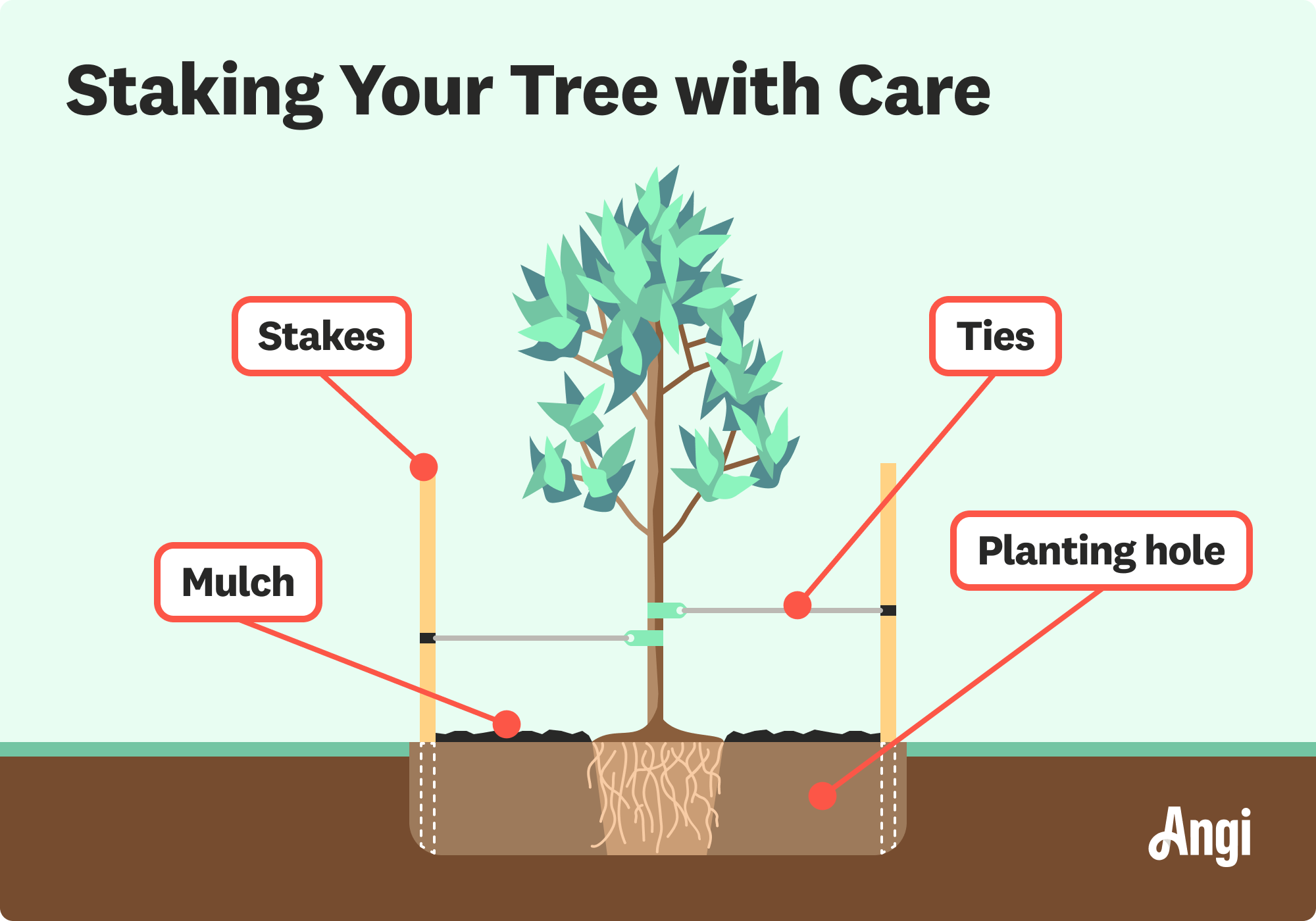 Staking a tree illustrated, including the stakes, ties, and mulch