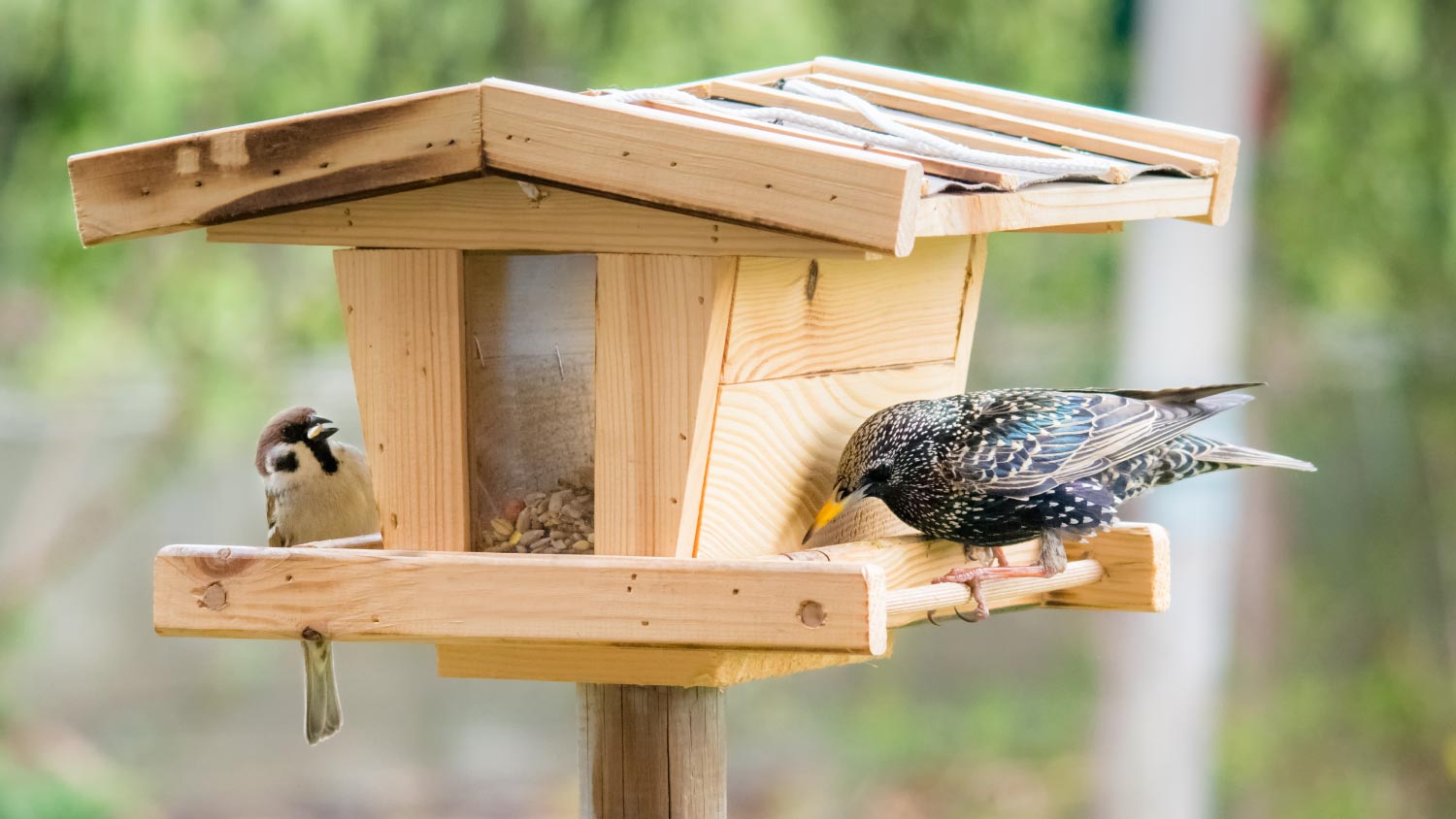 Starling and sparrow on a birdhouse feeder