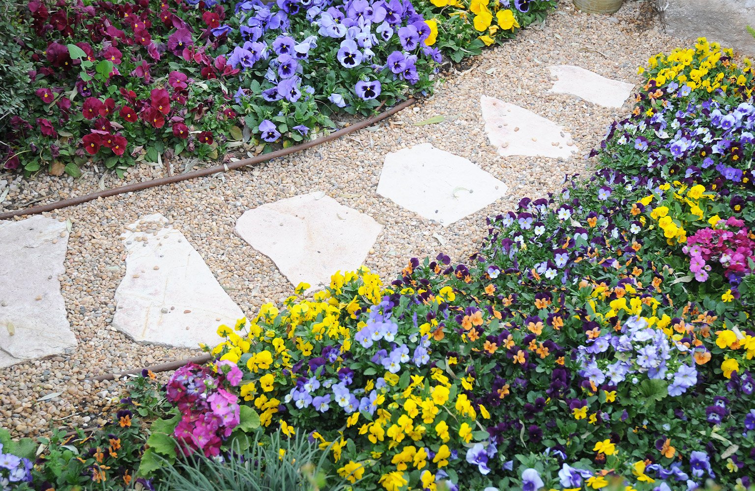 stepping stone walkway in garden of flowers