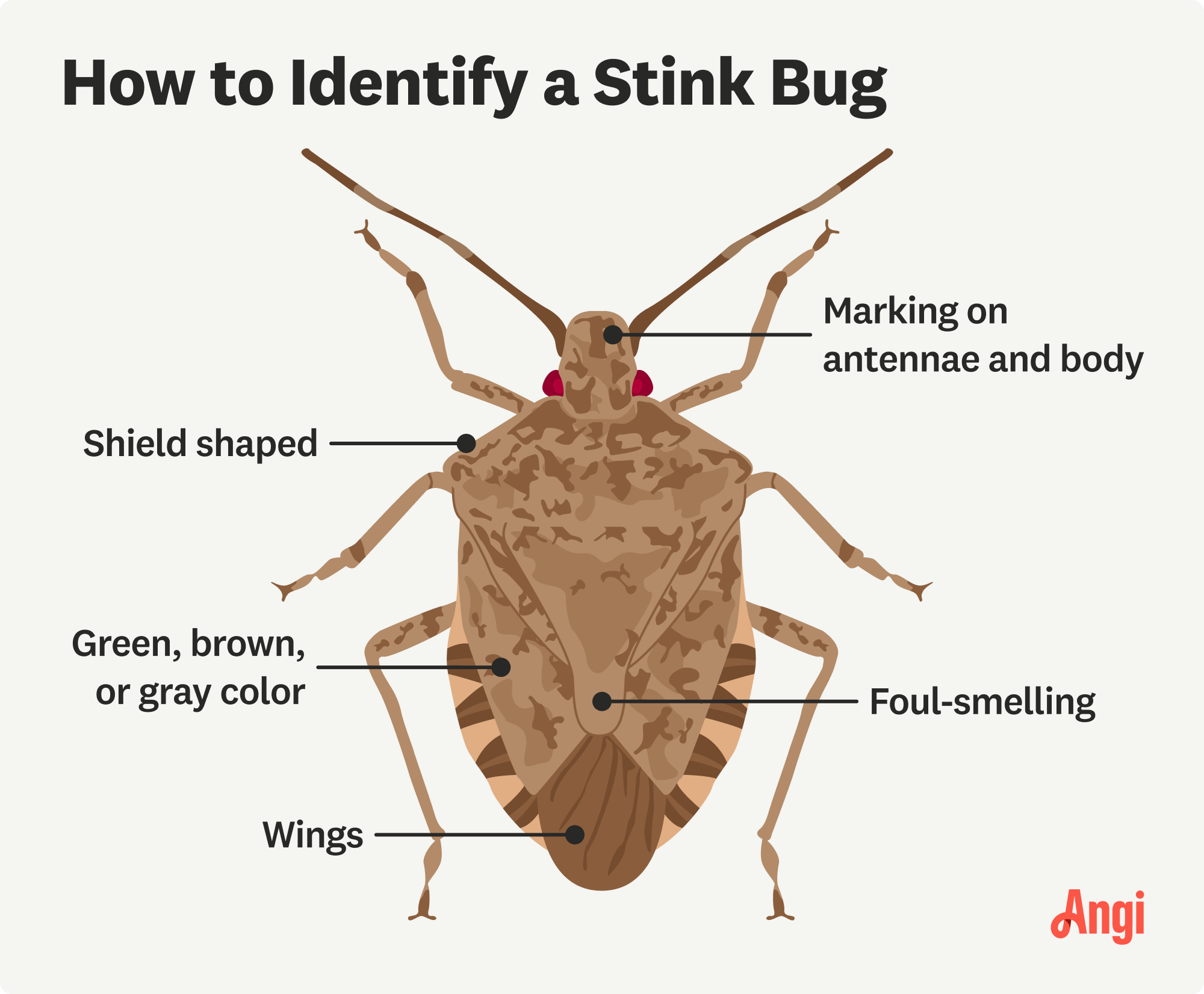 How to identify a stink bug illustrated, with stink bugs having markings on their antennae and body