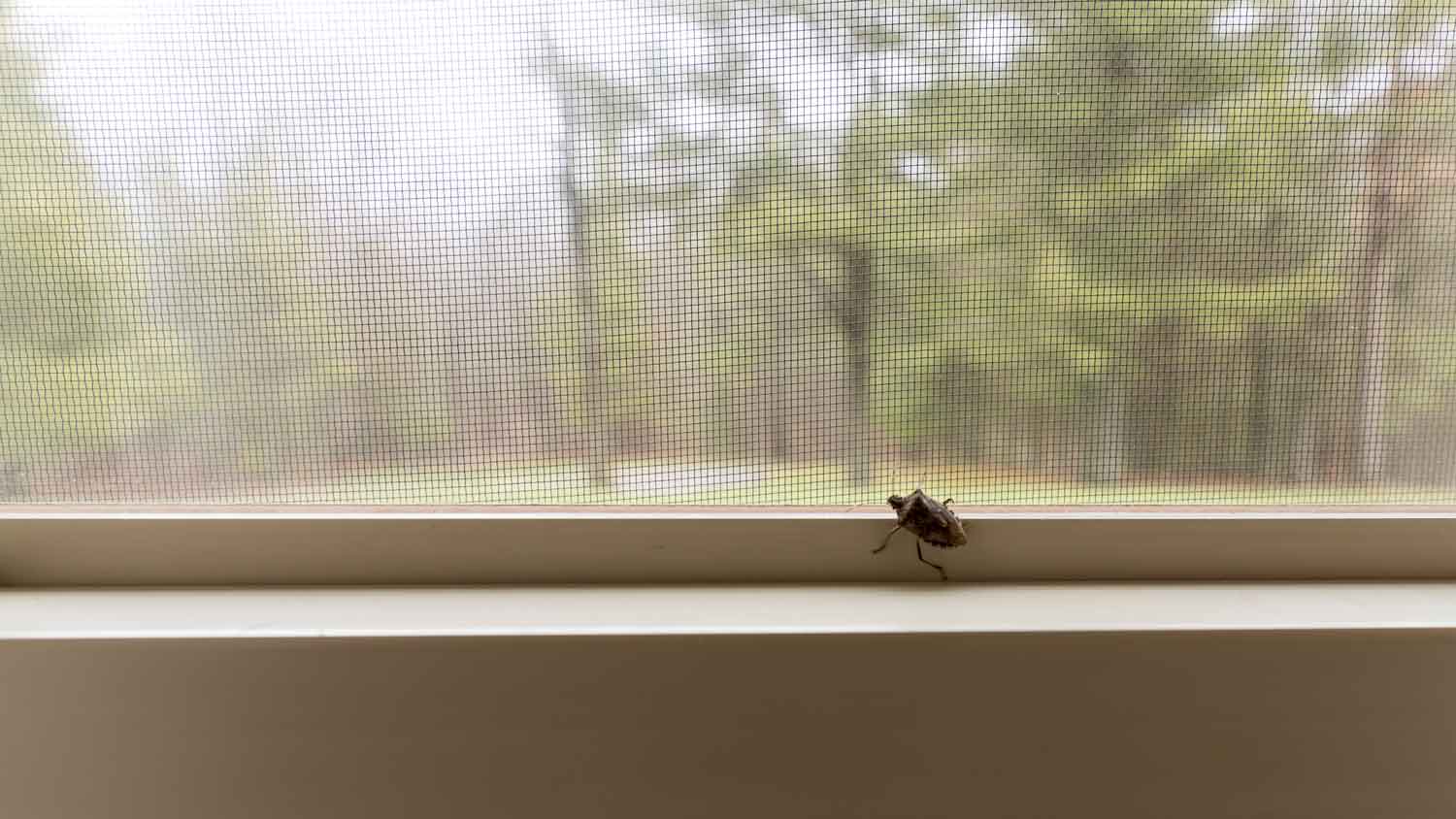 stink bugs on inside window