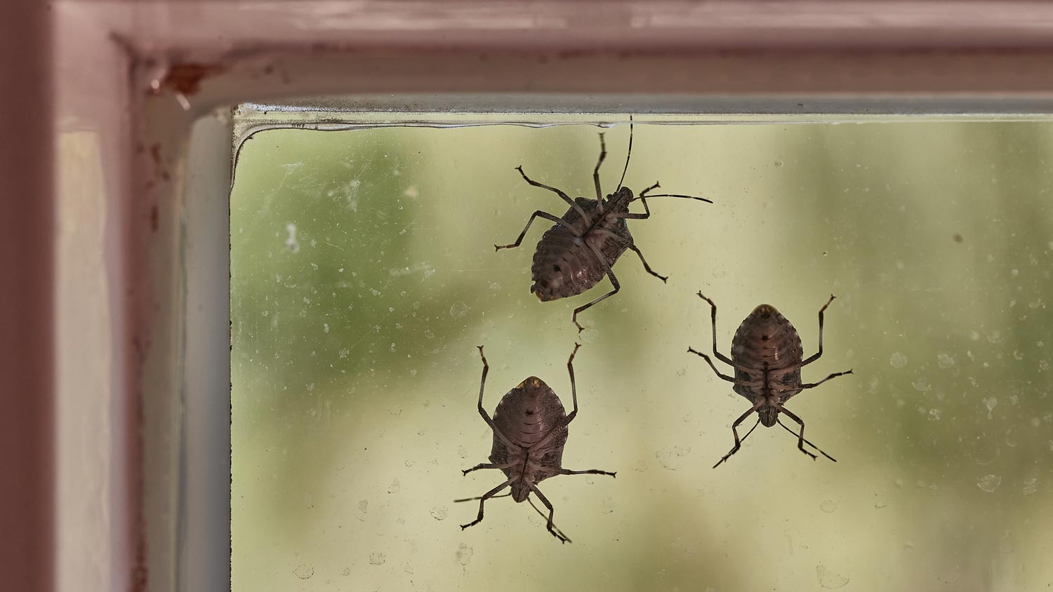 stink bugs on window
