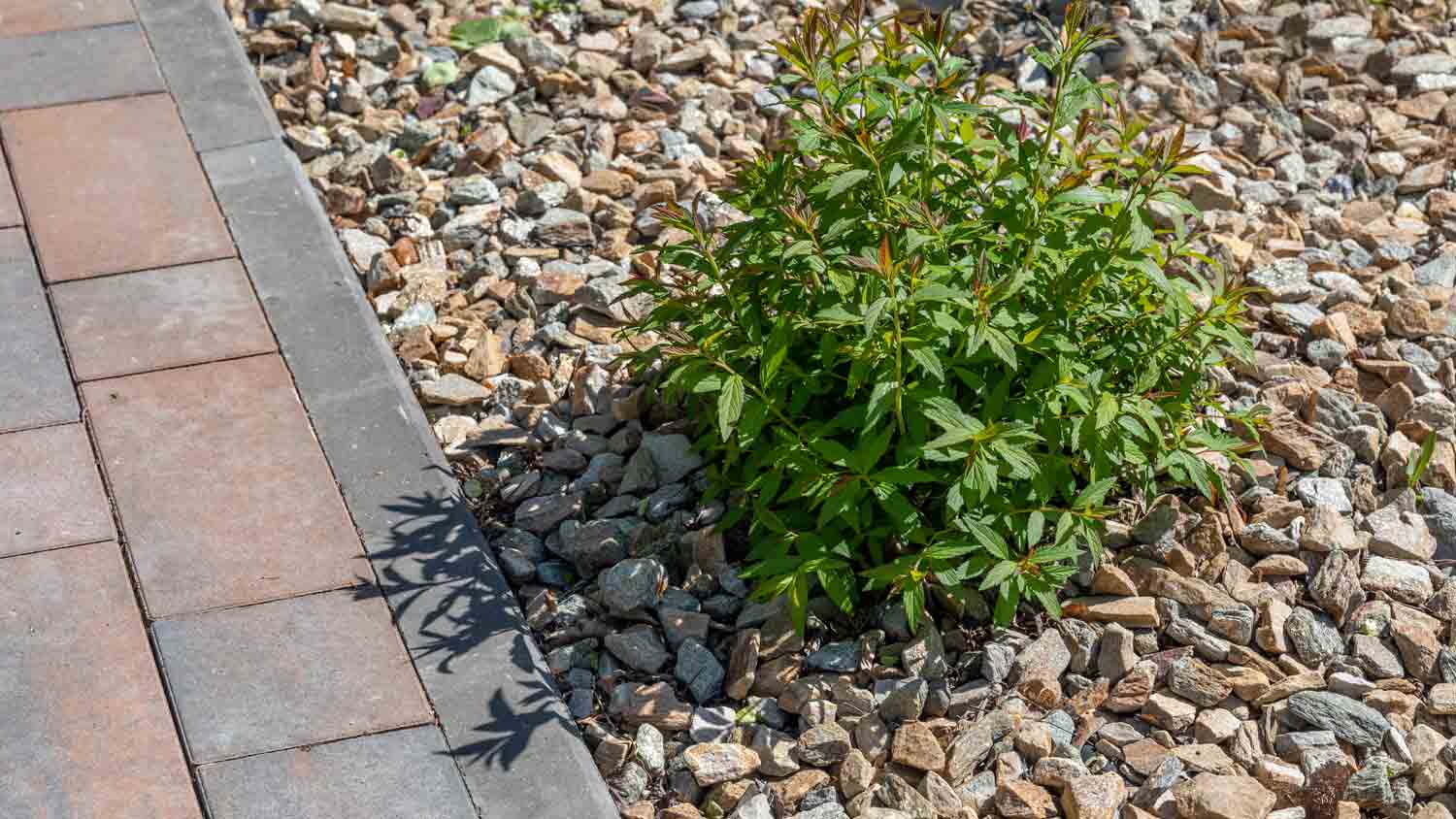 stone mulch pathway