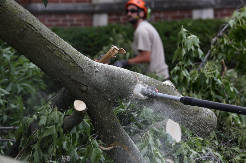 Tree cleanup