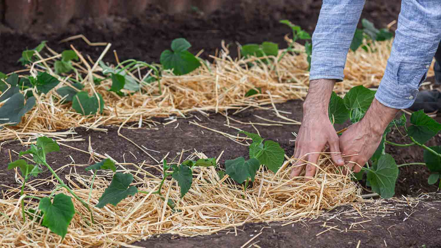 man using straw in garden