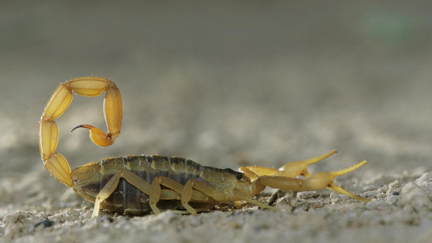 An aggressive scorpion in a defensive position