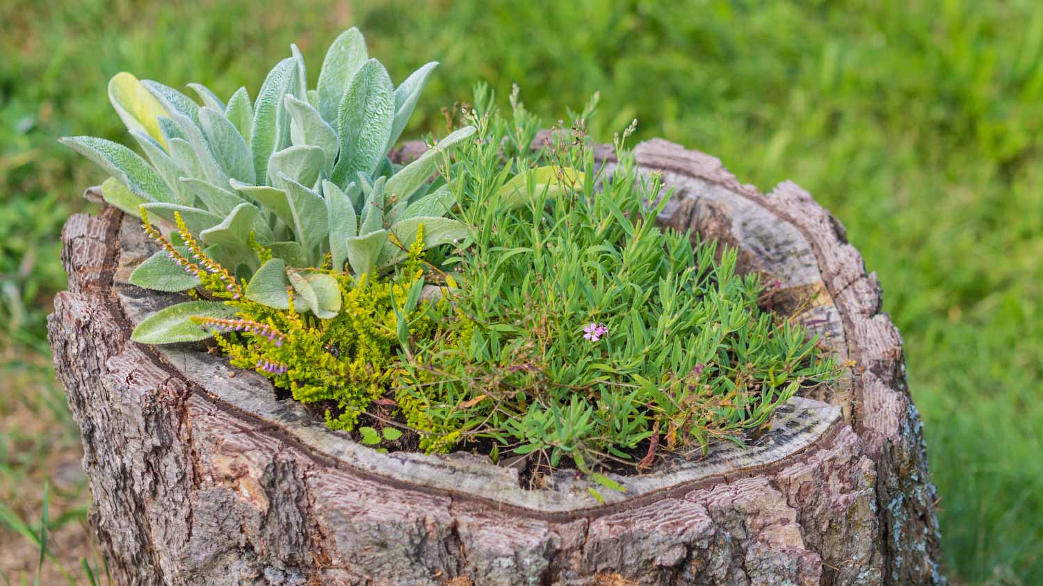 A stump flower pot in garden 