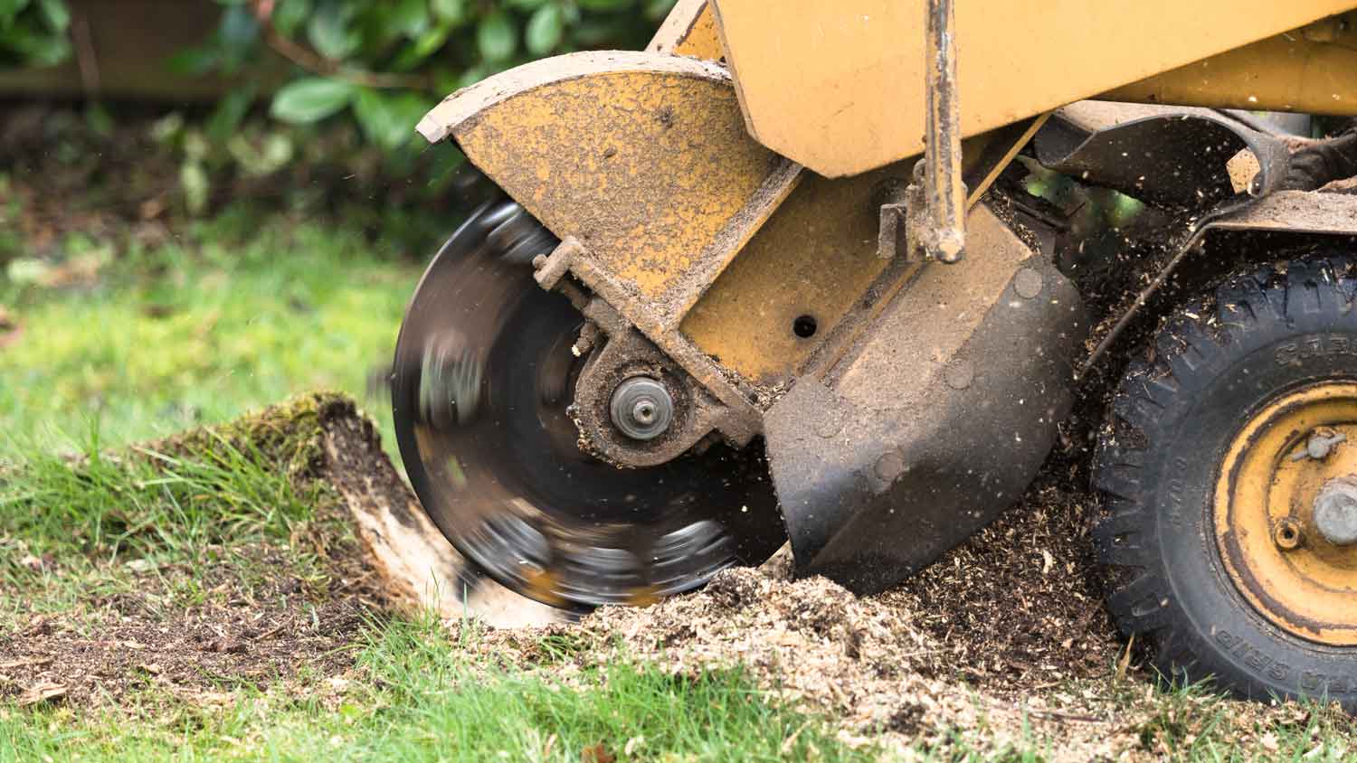 A stump grinder in action