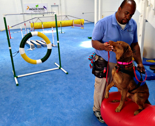 Dog gym near D.C. Dog gym near D.C.