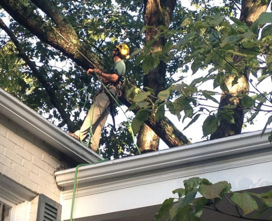 Can Tree Care Increase A Home S Resale Value Angi Angie S List