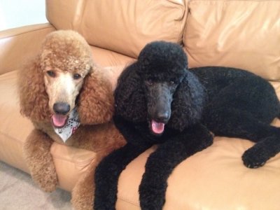 Top Best Dog Groomers In Modesto Ca Angi Angie S List