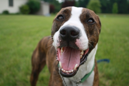 A happy dog after a nail trimming. Always keep the process of desensitizing and trimming your pet's nails positive. Stay calm, patient and assertive. (Photo by Sit Stay Play In-Home Pet Sitting & More LLC)