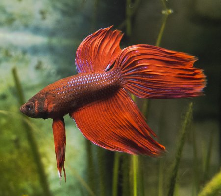 betta fish