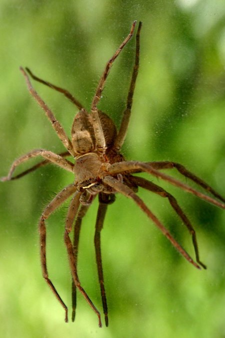 brown recluse spider