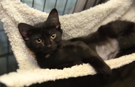Kittens especially need foster homes due to their weaker immune systems. (Photo by Steve C. Mitchell)
