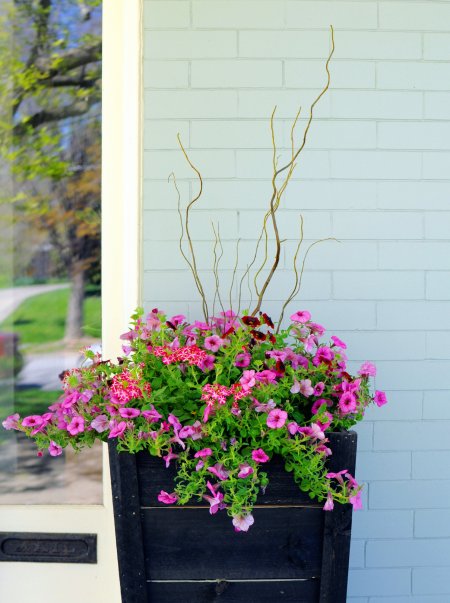 Curly willow branches, calibrachoa, verbena and petunias in planter