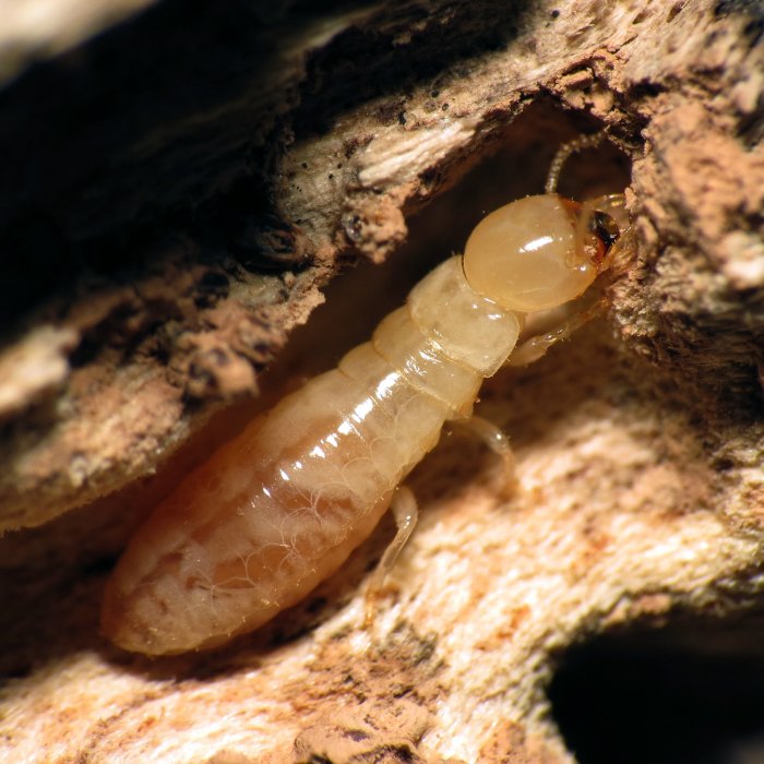 home inspection termite