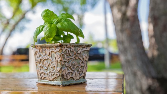 planted basil