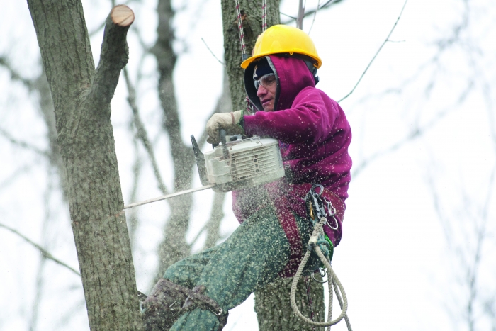 tree trimming with chainsaw