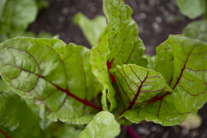 garden greens plant