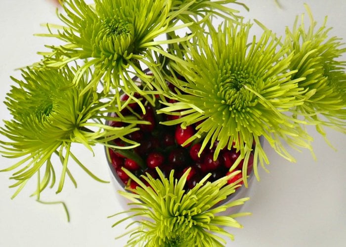 Large green flowers will add fullness to your holiday floral arrangement. (Photo by Taryn Whiteaker/Design, Dining and Diapers)