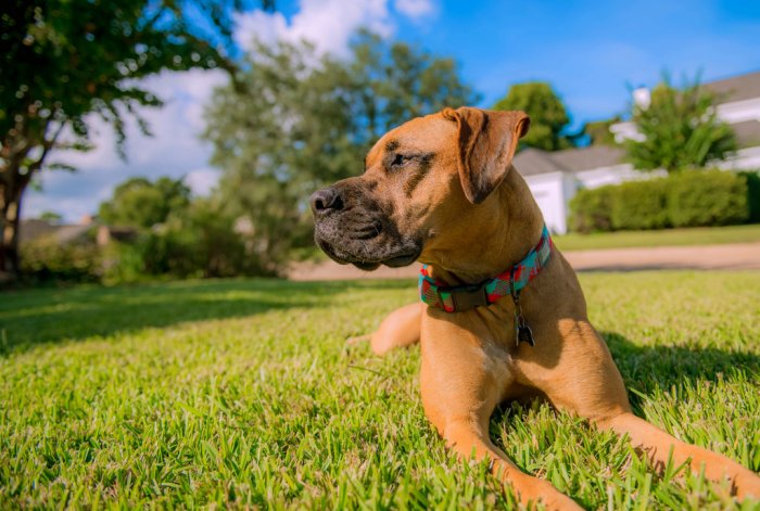 A dog sitting on grass