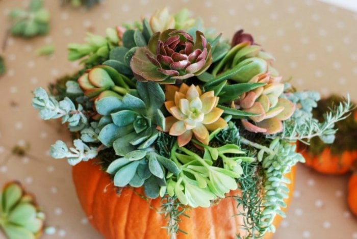 Add some greenery to your pumpkins by turning them into a succulent planter. (Image courtesy of Simply Happenstance)