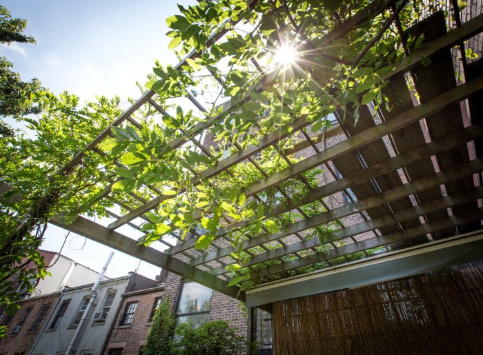 Plants growing on a pergola