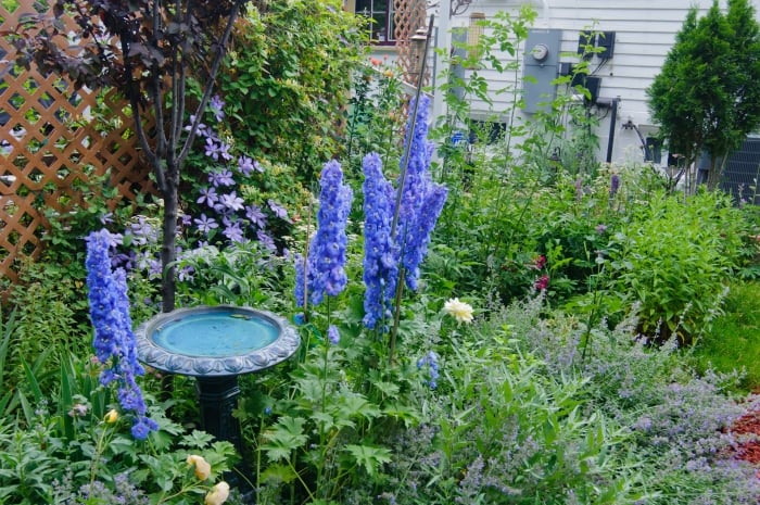 bird bath