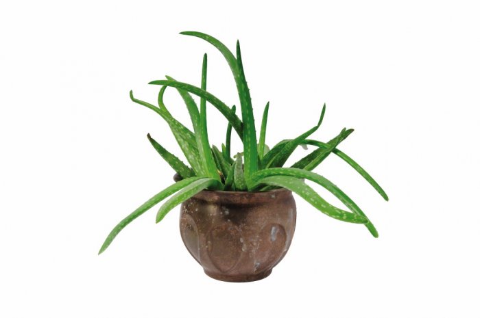 The gel of an aloe plant offers a number of medicinal benefits. (Photo by Eldon Lindsay)