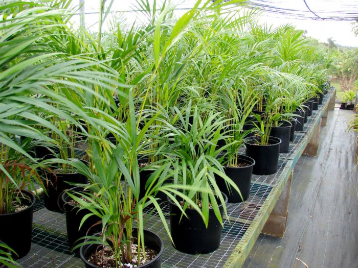 The "butterfly" or "bamboo" palm can get pricey for a taller version. Stick to medium or smaller sized versions for a more economical purchase. (Photo courtesy of Forest and Kim Starr)
