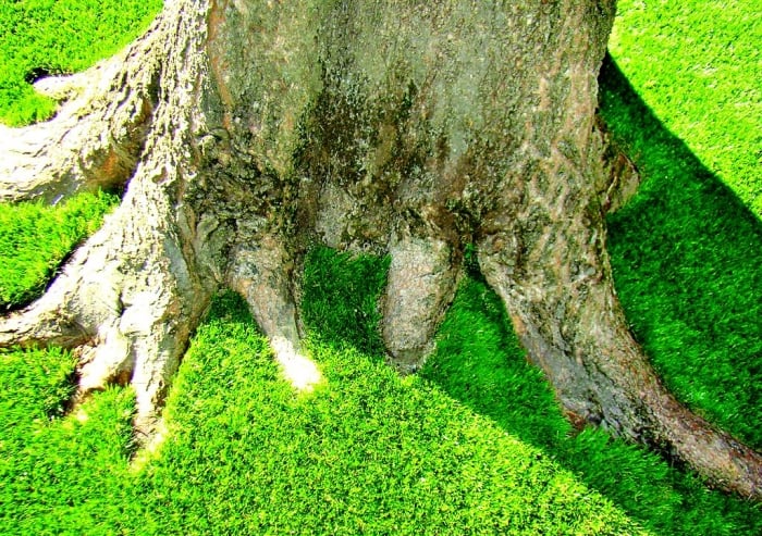 artificial turf around tree