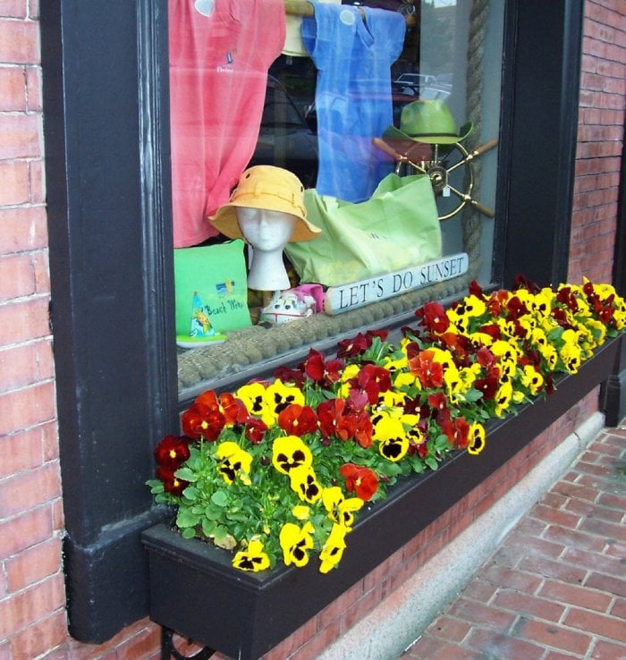 Pansies in a window box